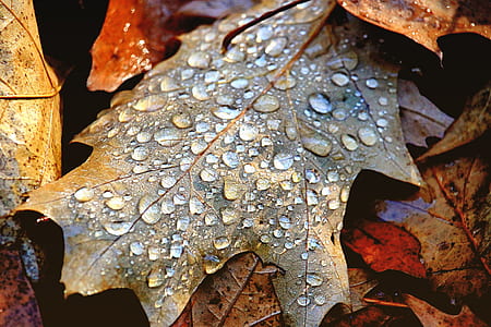 closeup photography of maple leaf with water thumbnail