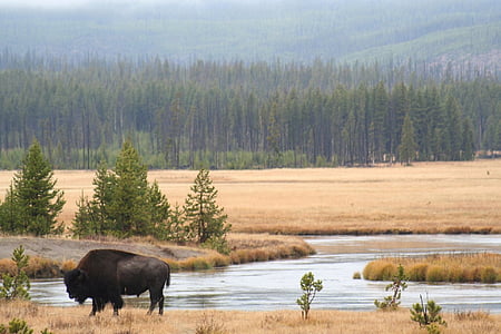 black RAM standing on brown grass near river thumbnail