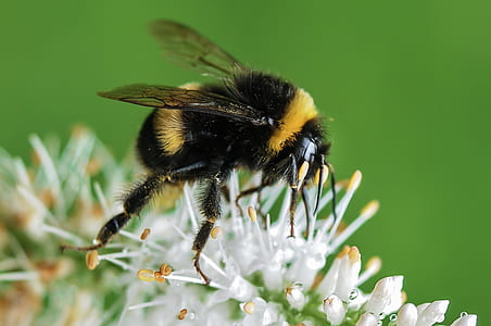 bee, bumblebee, insect, macro thumbnail