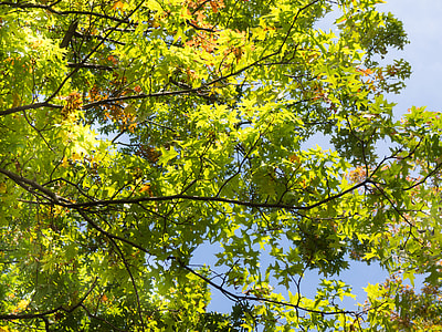 green leafed tree under clear blue sky thumbnail
