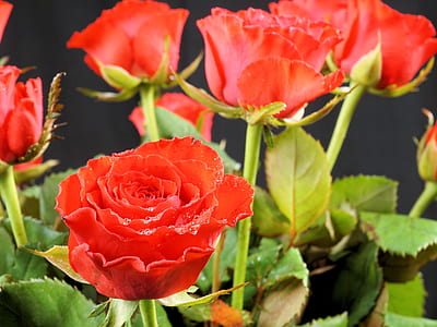 selective focus of red roses thumbnail