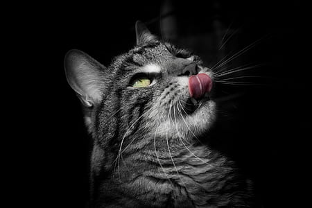 selective color photography of cat thumbnail