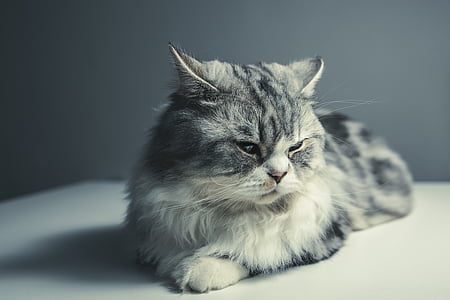 selective focus photography of medium-haired silver cat thumbnail