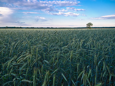 green grass field thumbnail