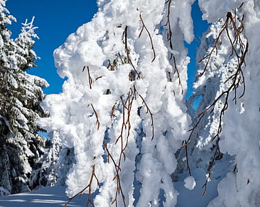 photography of trees cover by snow thumbnail