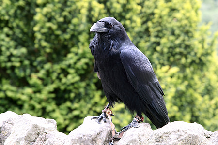 black small beak on top of white rock during daytime thumbnail