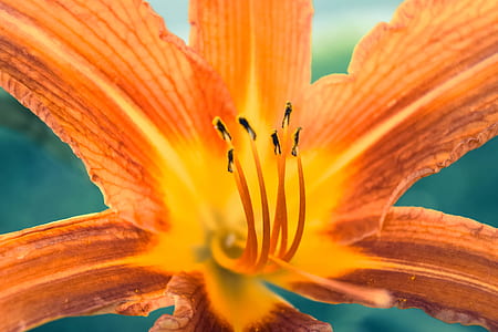 closeup photography of orange lily thumbnail