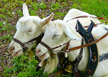 two white goats thumbnail