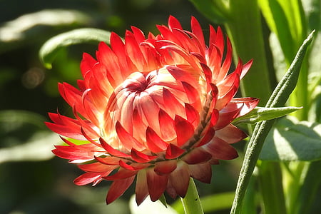selective focus photography of orange petaled flower thumbnail