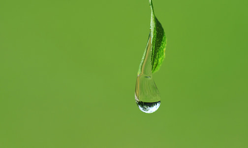 water droplet hanging on leaf thumbnail