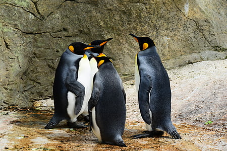 Group of Penguins thumbnail