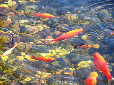 school of fish in the calm body of water during daytime thumbnail
