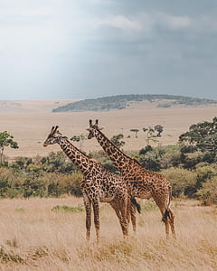 two giraffes thumbnail
