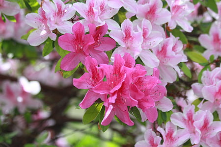 selective focus photography of pink flowering tree thumbnail