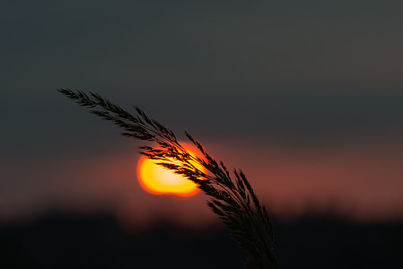 silhouette of wheat plant during golden hour thumbnail