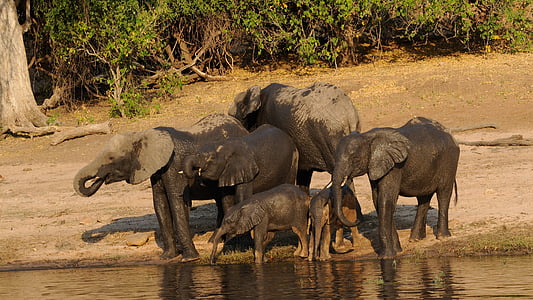 six black elephants near body of water thumbnail