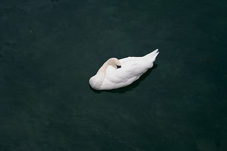white swan on body of water thumbnail