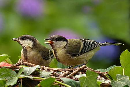 selective focus photography of green chickadees thumbnail
