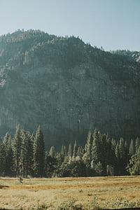 mountain covered with pine trees thumbnail