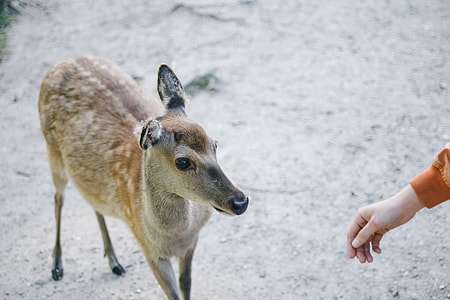 A deer thumbnail
