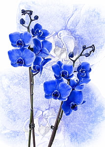blue orchid flower thumbnail