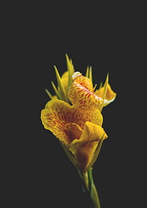Close-Up Photography of A Yellow Flower thumbnail