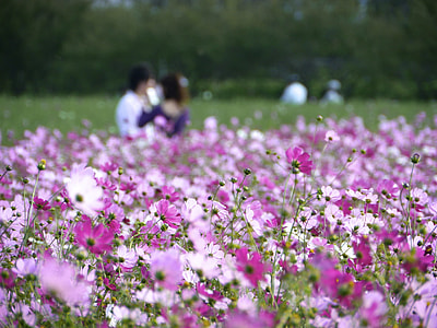 pink petaled flowers thumbnail
