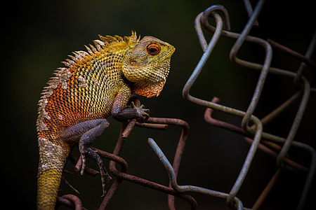 brown bearded dragon on gray wire thumbnail