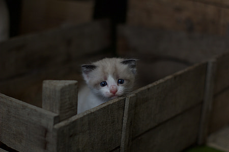 white kitten in brown wooden crane thumbnail