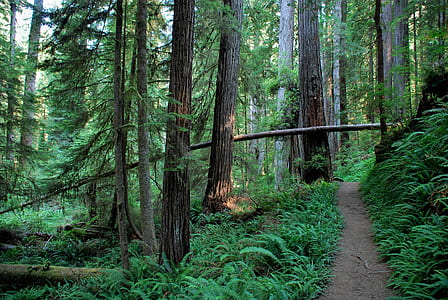 landscape photography of green forest trail thumbnail