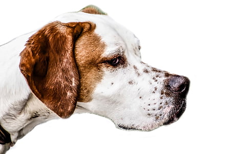 large short-coated white and tan dog thumbnail