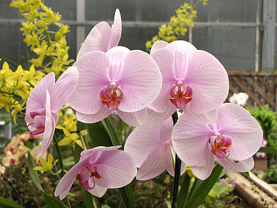 close-up photography of pink moth orchid flowers bloom at daytime thumbnail