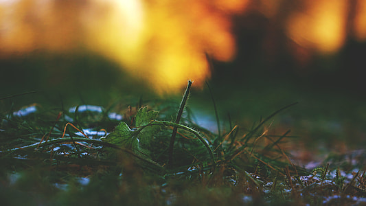 selective focus filtered photography of green grass field thumbnail