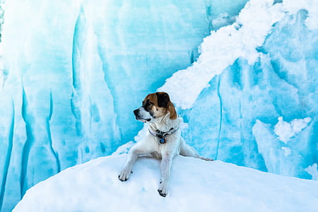 dog lying on snow thumbnail