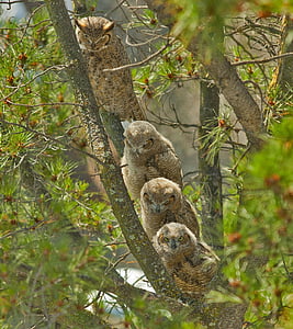 four brown owls on tree trunk thumbnail
