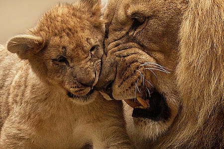 lion photo thumbnail