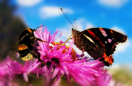 macro photography of butterfly and honey bee above flower thumbnail