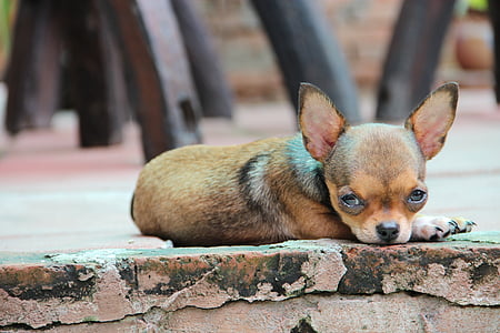 chihuahua on the pavement thumbnail