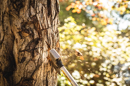 wood, timber, axe, ax thumbnail