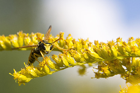 yellow bee on yellow flowers thumbnail