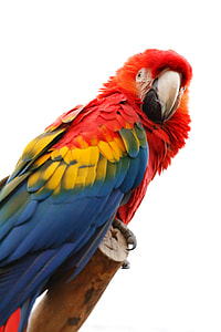 Scarlet Macaw parrot in closeup photography thumbnail