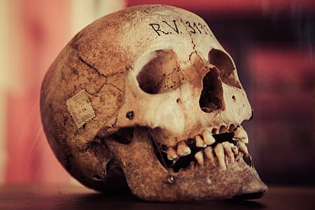 brown human skull thumbnail