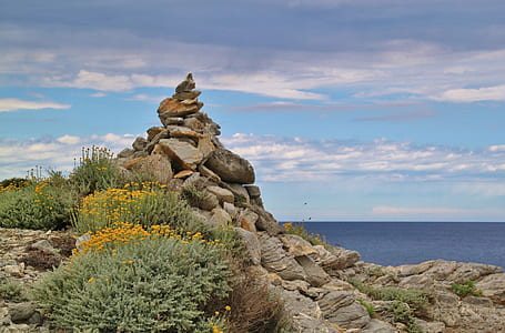 rocks beside plants thumbnail