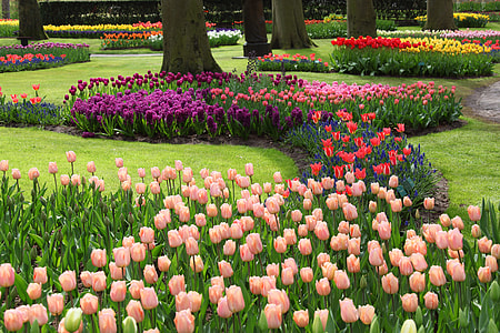 photography of pink Tulips flowers during daytime thumbnail