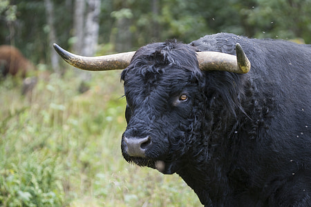 black bizon on grass thumbnail