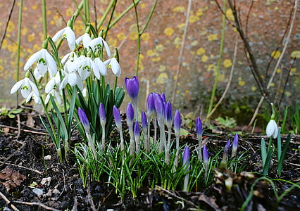 close up photo of white and purple petaled flowers thumbnail