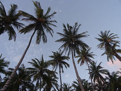 bottom view of coconut trees under clear sky thumbnail