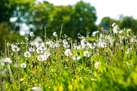 Shallow Focus Photography of White Dandelion Field thumbnail