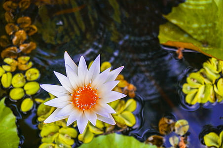 closeup photo of white water lily flower thumbnail