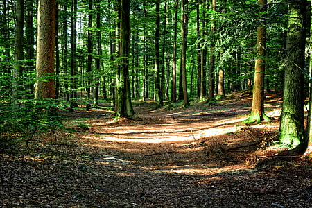 pathway between green trees thumbnail